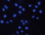 5-mC | 5-methylcystosine (monclonal antibody for MeDIP/IF) in the group Antibodies Plant/Algal / DNA/RNA/Cell Cycle / Plant Epigenetics/DNA methylation at Agrisera AB (Antibodies for research) (AS16 3162)